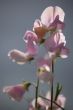 Pea flowers