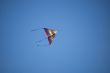 rainbow kite