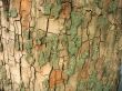  Bark texture