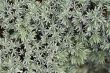 conifer background