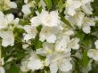 Jasmine