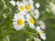 Camomiles