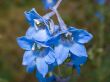 Blue flowers