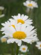 Camomiles
