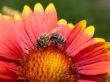 Bee on the flower