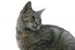 Cat isolated