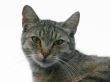 Cat isolated