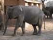 Elephant in a campsite