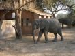 Elephant in a campsite