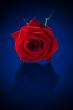 Single rose on blue