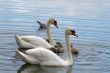 Swans family on a surface of lake