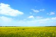 Raps field