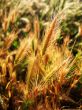Wheat