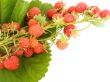 strawberry on leaves