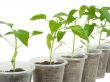 sprouts