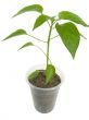 sprout