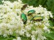 Summer beetle
