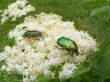 Summer beetle