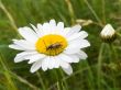  Summer beetle
