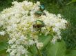 Summer beetle
