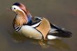 Mandarin duck