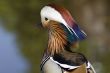 Mandarin duck