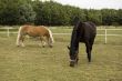 two horses