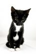 cute kitten watching