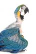 baby macaw