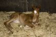 new born foal