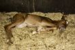 new born Foal