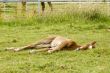 foal is sleeping