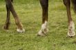 legs of a choconot mare