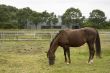 brown female horse