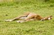 young foal laying in the grass