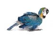 baby macaw