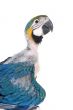 baby macaw