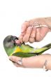 green parrot