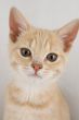 cute little cat