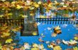 Fall and a reflection in water