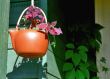 Houseplant with flower in red teapot