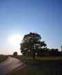 Lonely oak
