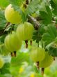 ripening gooseberries