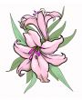 Two lilies illustration