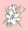 white lily