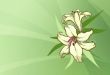 two yellow lily