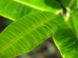 plant leaf green