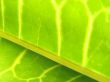 green leaf macro vains bright yellow