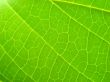 green leaf macro vains