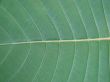 leaf macro lines